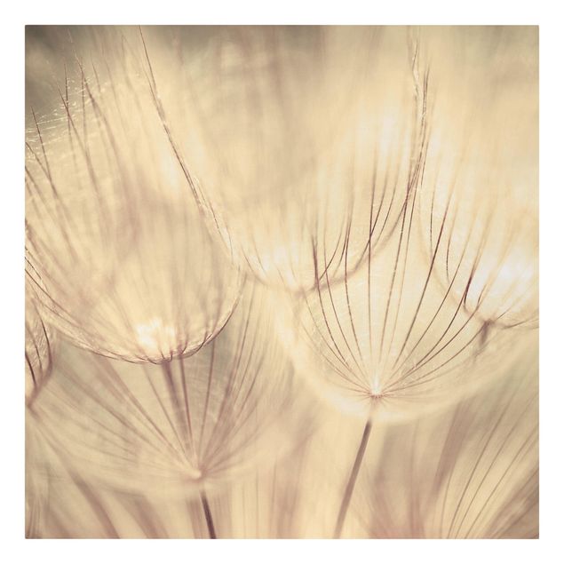 Lienzos en blanco y negro Dandelions Close-Up In Cozy Sepia Tones