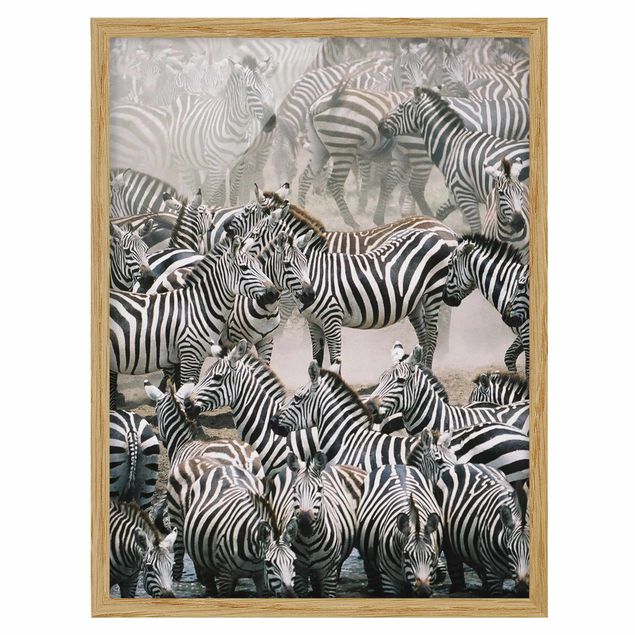 Pósters enmarcados de animales Zebra Herd