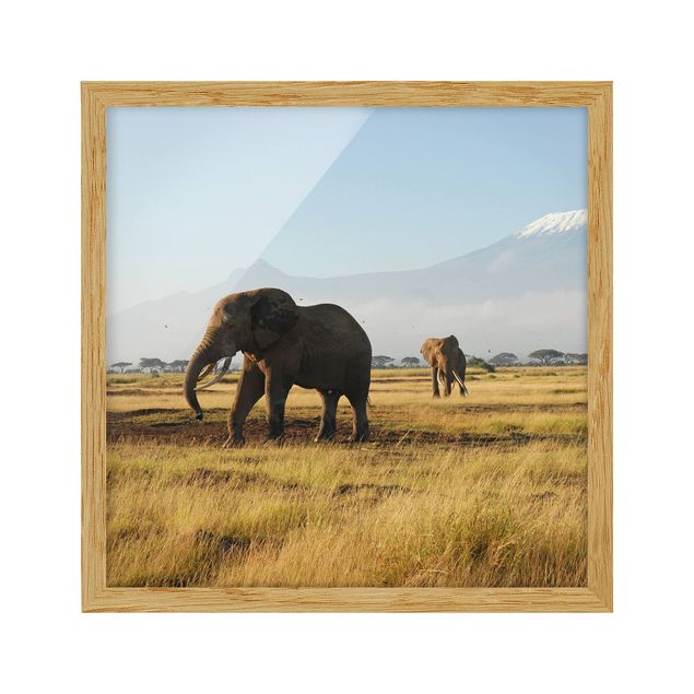 Pósters enmarcados de paisajes Elephants In Front Of The Kilimanjaro In Kenya
