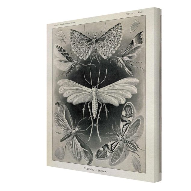 Lienzos animales Vintage Board Moths And Butterflies