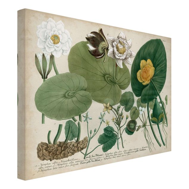 Cuadros de plantas naturales Vintage Board White Water-Lily