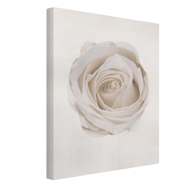 Cuadros de plantas naturales WaterColours - Pretty White Rose