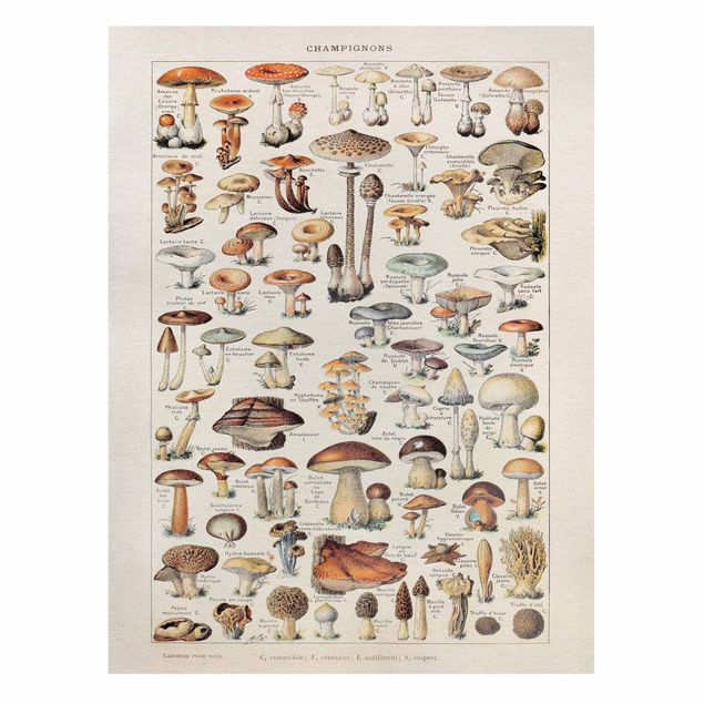 Cuadros marrón Vintage Board Mushrooms