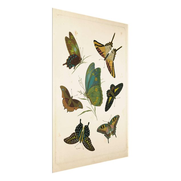 Cuadros retro vintage Vintage Illustration Exotic Butterflies