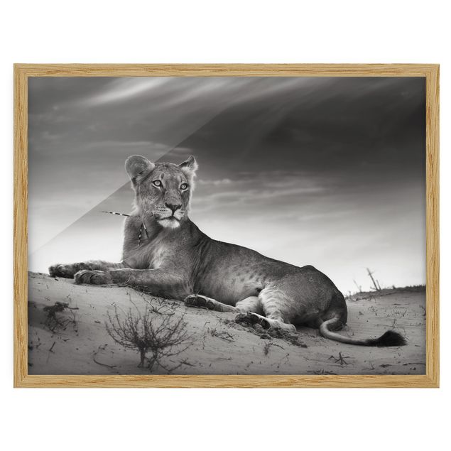 Pósters enmarcados de animales Resting Lion