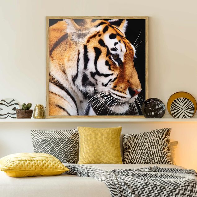 Cuadros tigres Tiger Beauty