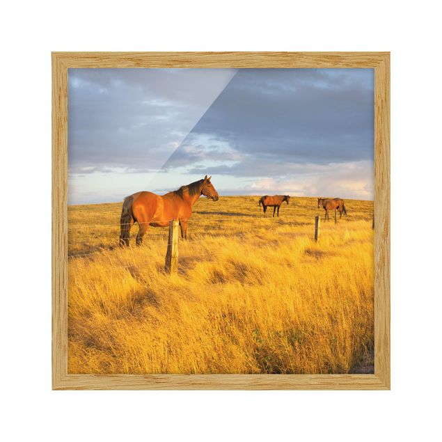 Pósters enmarcados de paisajes Field Road And Horse In Evening Sun