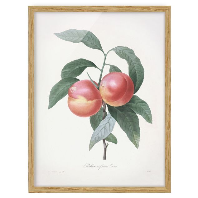 Cuadros de plantas naturales Botany Vintage Illustration Peach
