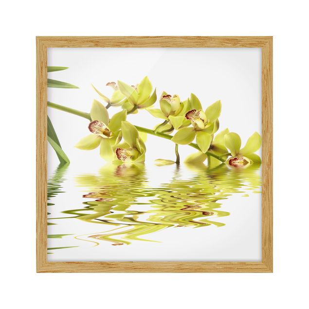 Cuadros de plantas naturales Elegant Orchid Waters