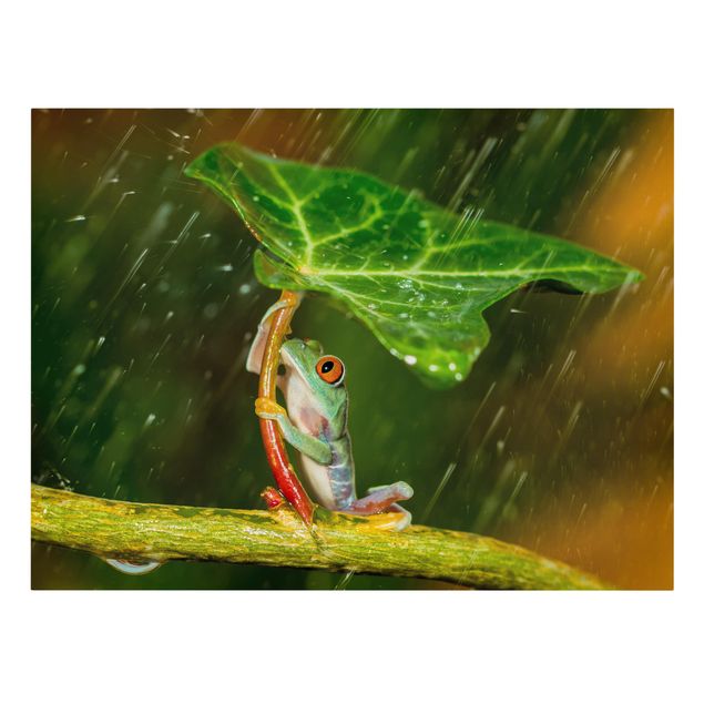 Cuadros de flores modernos Frog In The Rain