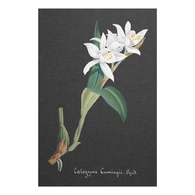Cuadros plantas White Orchid On Linen II