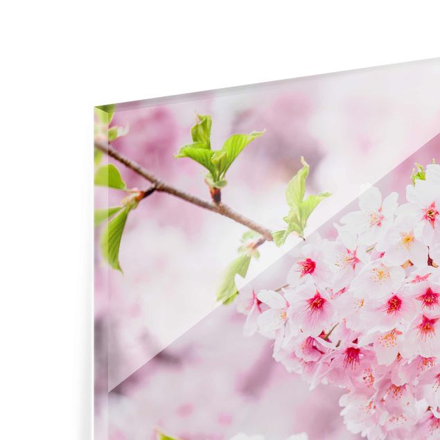 Cuadros modernos Japanese Cherry Blossoms