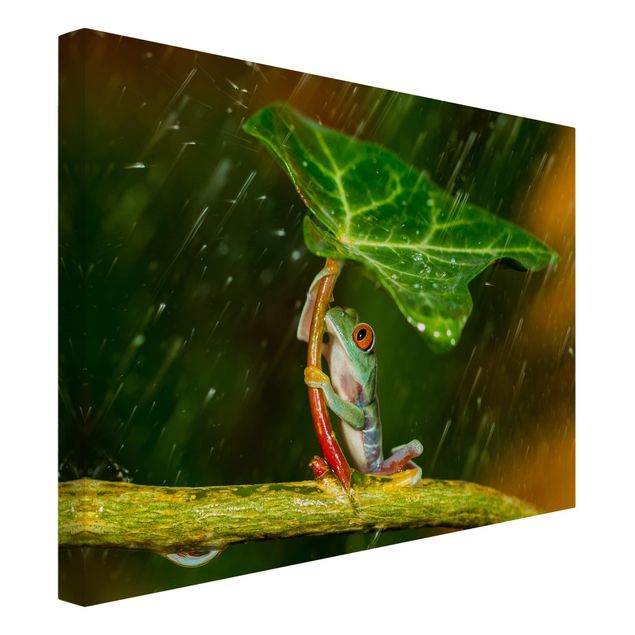 Cuadros de plantas naturales Frog In The Rain