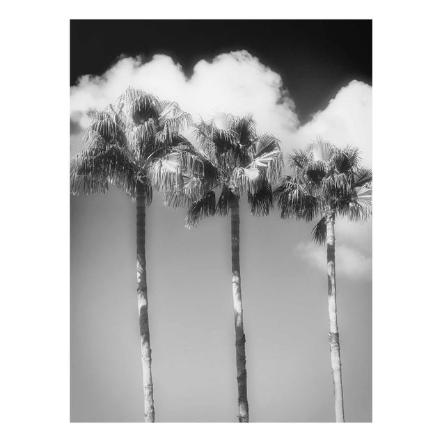 Cuadros de plantas naturales Palm Trees Against The Sky Black And White