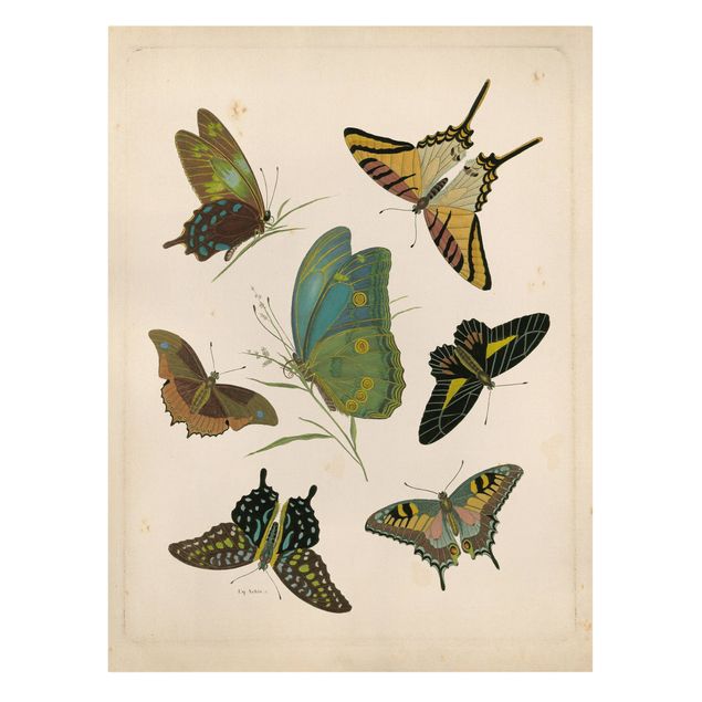Lienzos animal Vintage Illustration Exotic Butterflies