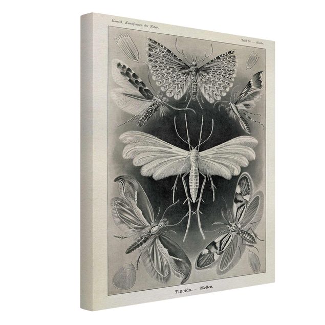 Lienzos blanco y negro Vintage Board Moths And Butterflies