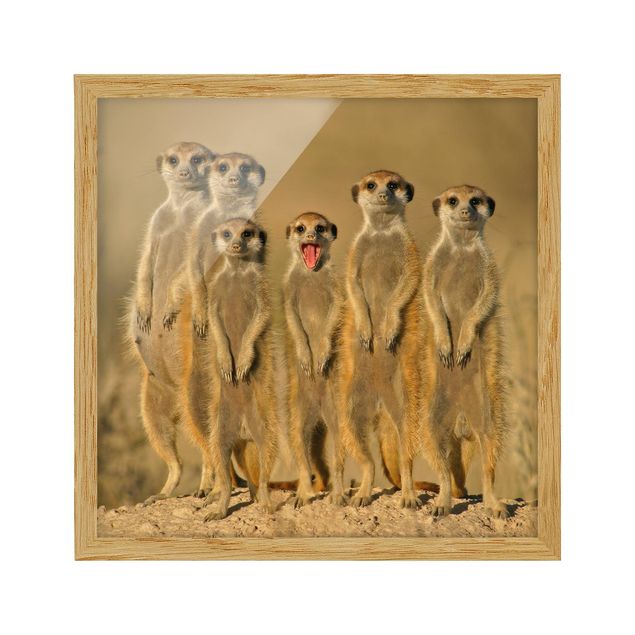 Cuadros modernos Meerkat Family
