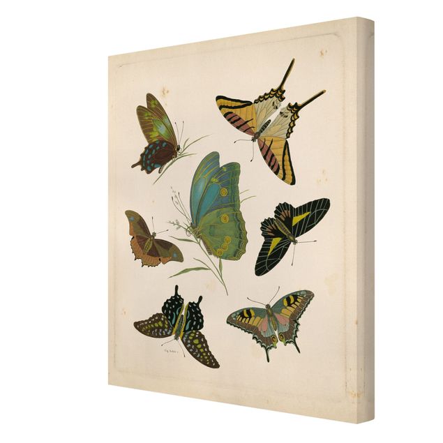 Cuadro retro Vintage Illustration Exotic Butterflies