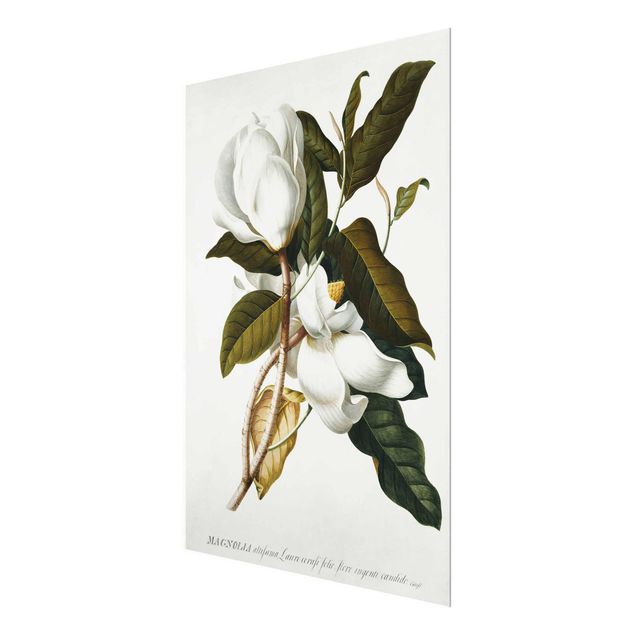 Cuadros de plantas naturales Georg Dionysius Ehret - Magnolia