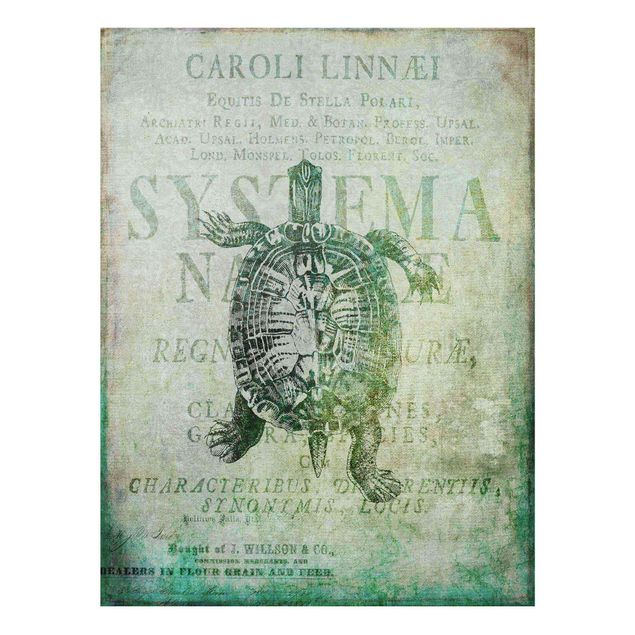 Cuadros en turquesa Vintage Collage - Antique Turtle
