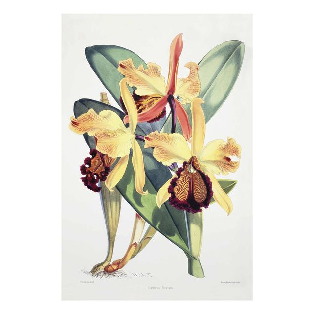 Estilos artísticos Walter Hood Fitch - Orchid