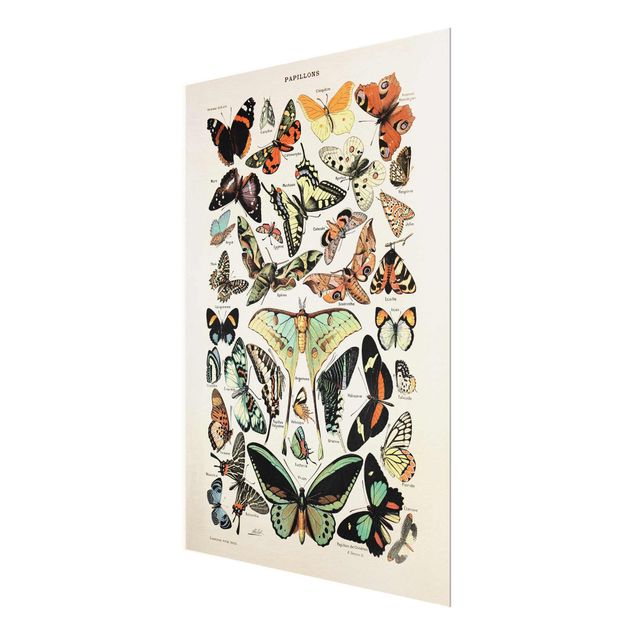 Cuadros azul turquesa Vintage Board Butterflies And Moths
