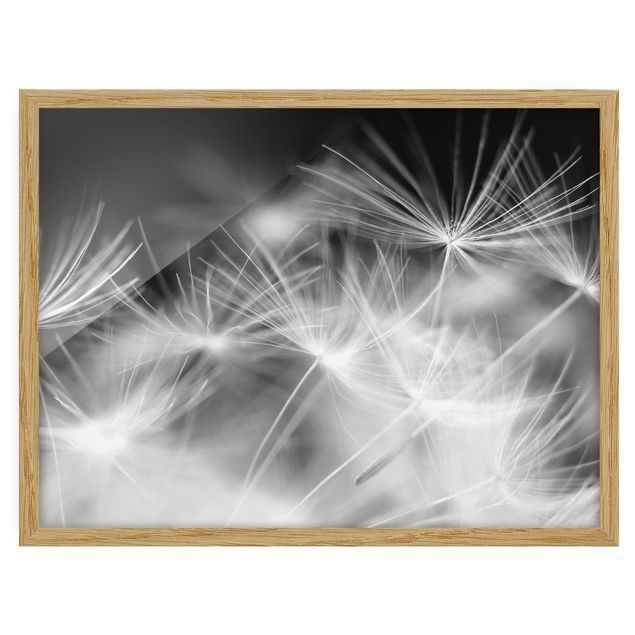 Pósters enmarcados en blanco y negro Moving Dandelions Close Up On Black Background