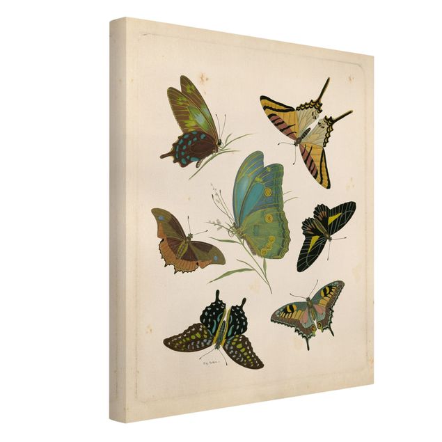 Lienzos vintage Vintage Illustration Exotic Butterflies