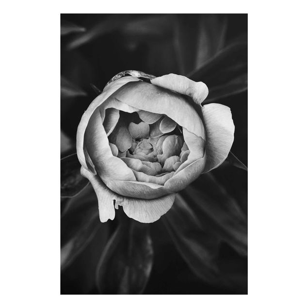 Cuadros de cristal blanco y negro Peonies In Front Of Leaves Black And White