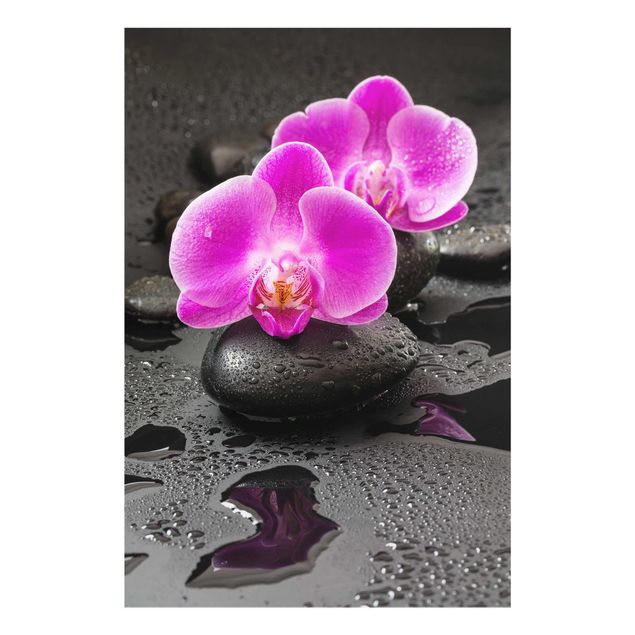 Cuadros de plantas naturales Pink Orchid Flower On Stones With Drops