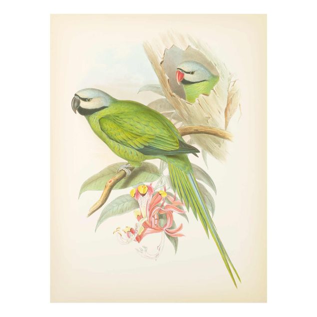 Cuadro verde Vintage Illustration Tropical Birds II