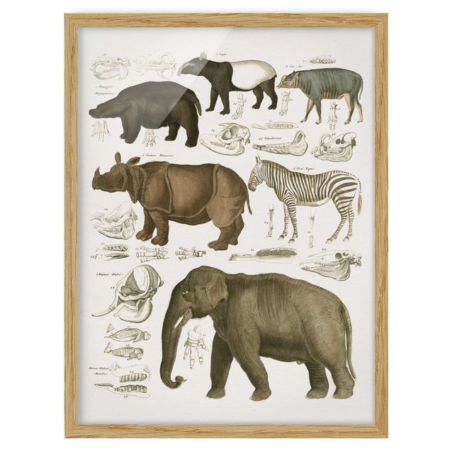 Cuadros de paisajes naturales  Vintage Board Elephant, Zebra And Rhino
