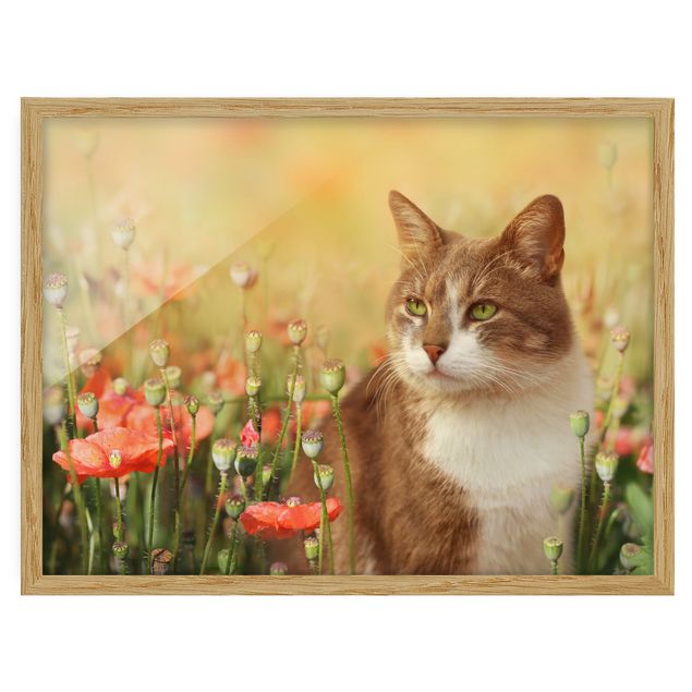 Pósters enmarcados flores Cat In A Field Of Poppies