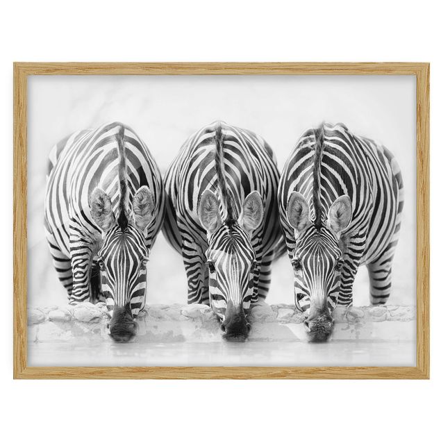 Pósters enmarcados de animales Zebra Trio In Black And White