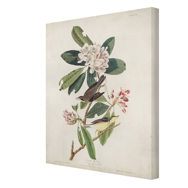 Cuadros de flores Vintage Board Warbler
