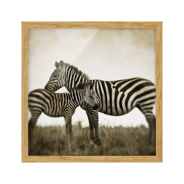 Pósters enmarcados de animales Zebra Couple