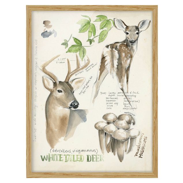 Cuadros de plantas Wilderness Journal - Deer