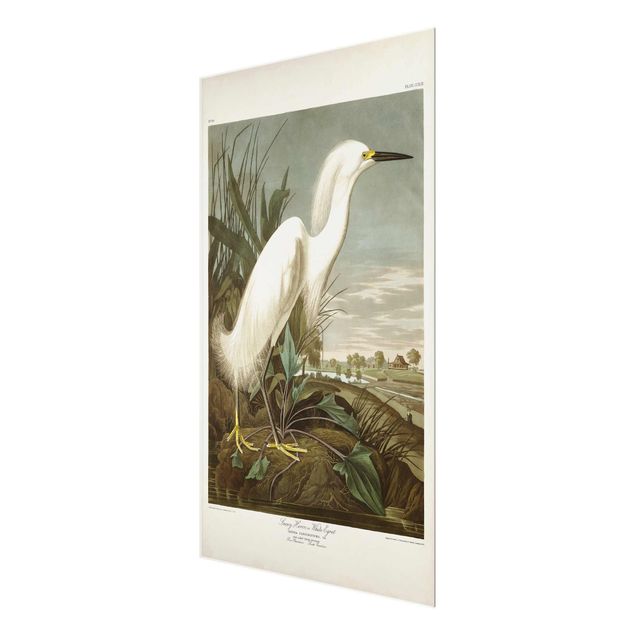 Cuadros de cristal playas Vintage Board White Heron I