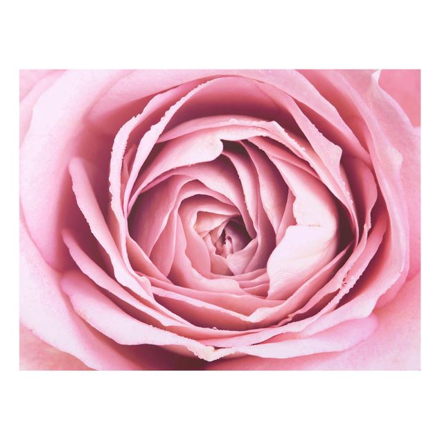 Cuadros de plantas Pink Rose Blossom