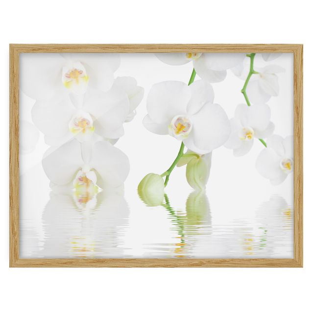 Cuadros de plantas naturales Spa Orchid - White Orchid