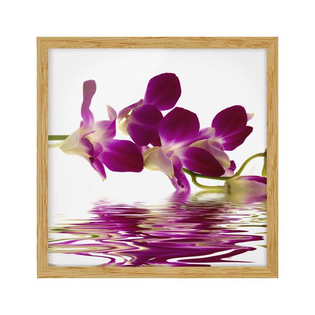 Cuadros de plantas Pink Orchid Waters