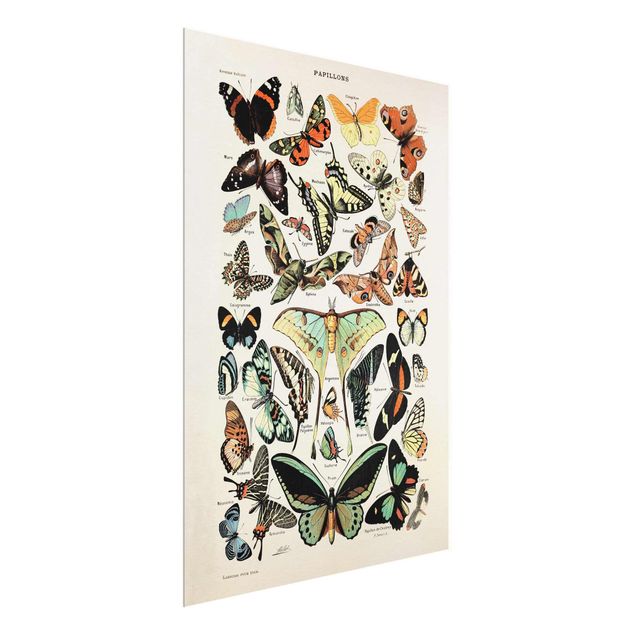 Cuadro retro Vintage Board Butterflies And Moths
