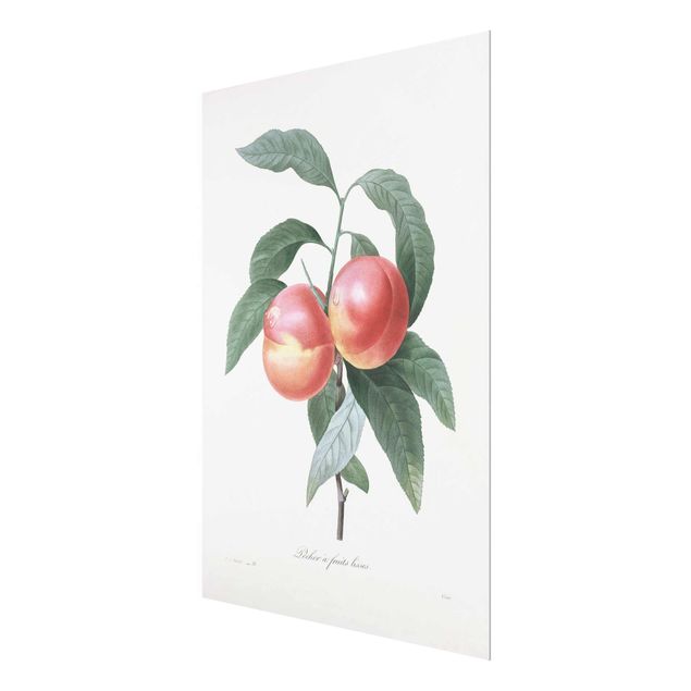 Cuadros Botany Vintage Illustration Peach