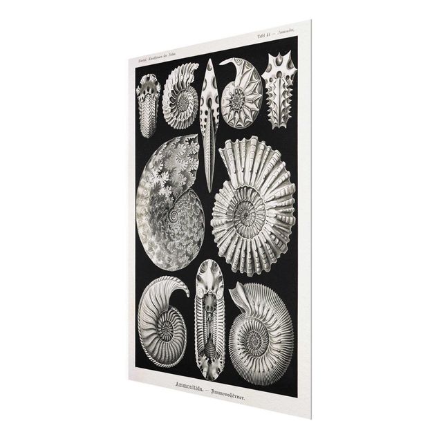 Cuadros Vintage Board Fossils Black And White