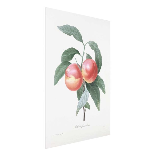 Cuadros plantas Botany Vintage Illustration Peach