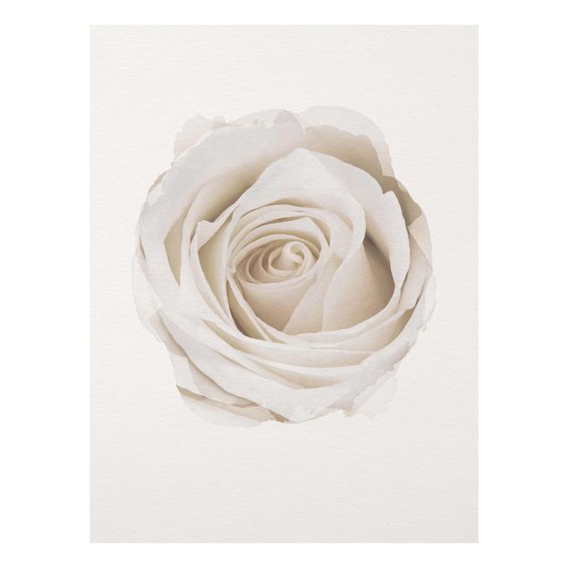 Cuadros de plantas WaterColours - Pretty White Rose