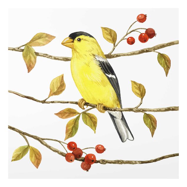 Cuadros Birds And Berries - American Goldfinch