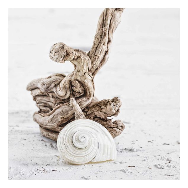 Cuadros de cristal paisajes White Snail Shell And Root Wood
