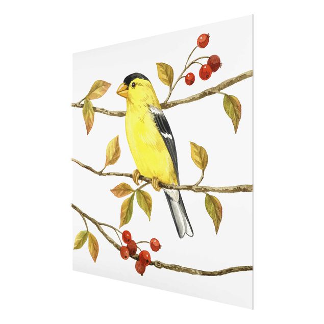 Tableros magnéticos de vidrio Birds And Berries - American Goldfinch