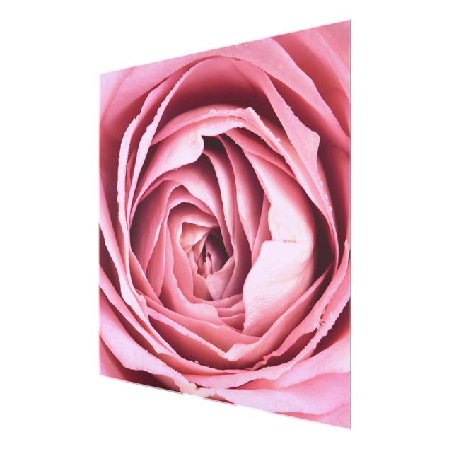 Cuadros de flores modernos Pink Rose Blossom
